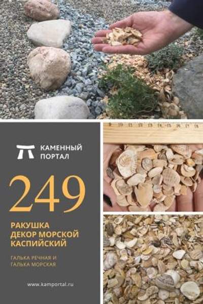 ООО "Каменный портал" Ракушка декор морской Каспийский /тн