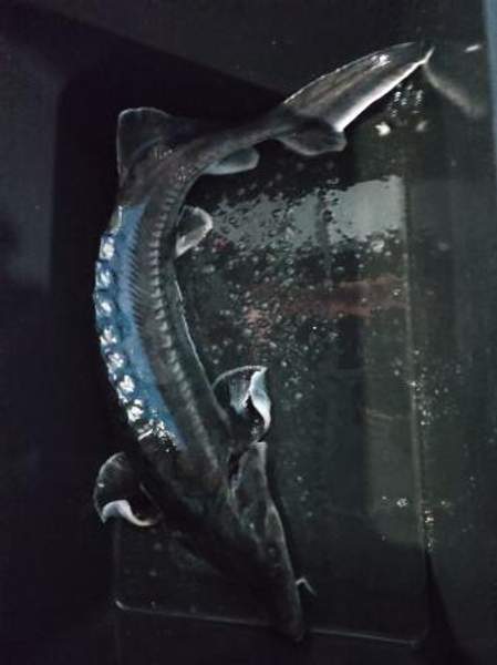 Осетр 2-2,5кг (опт)