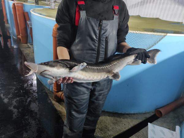 Осетр 2,5-3 кг (опт)