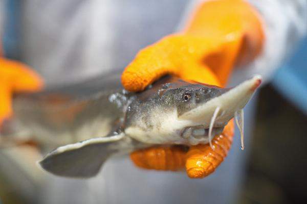 Осетр живой