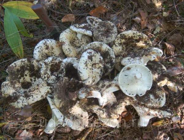 Осиновый груздь