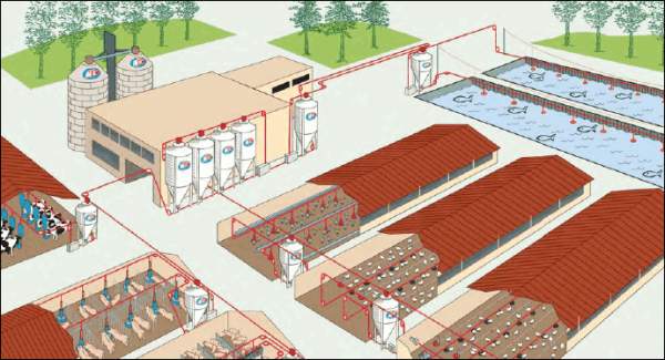 Оснащение свиноводческих комплексов