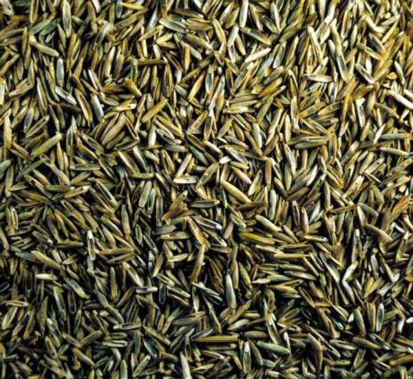 Овсяница красная. Семена