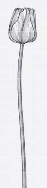 Панно Bardelli Tuli-Charme 3 60x240 (комплект)