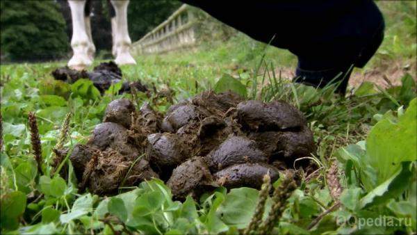 Перепревший навоз в мешках и россыпью