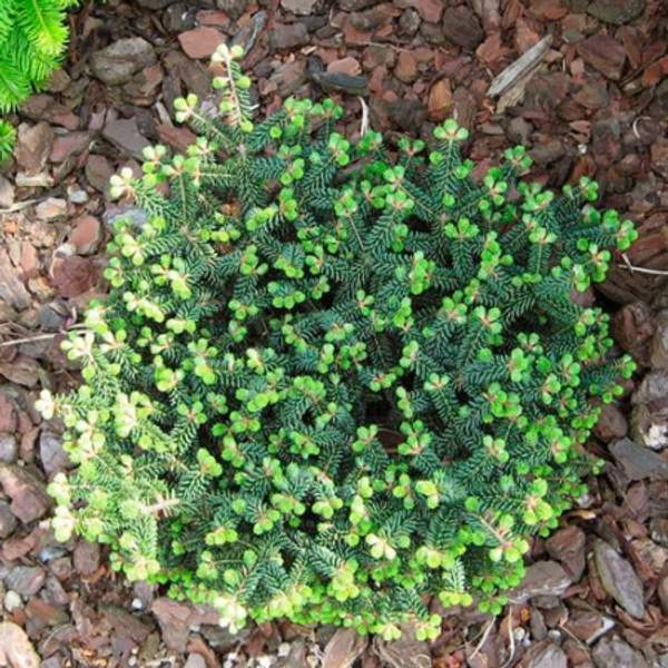 Пихта бальзамическая Киви