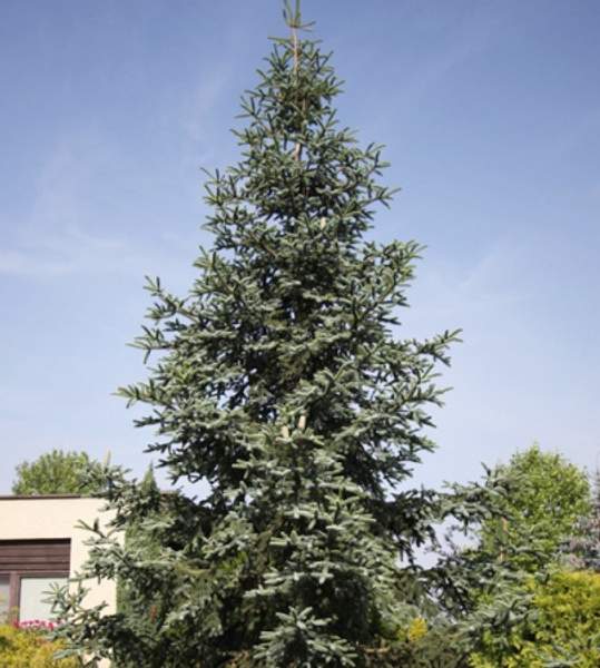 Пихта испанская Глаука