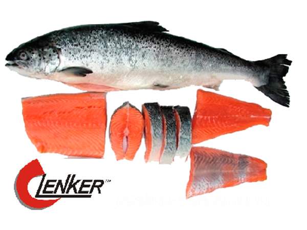 Пила для рыбы и костей LENKER 16*0,6 L=1570