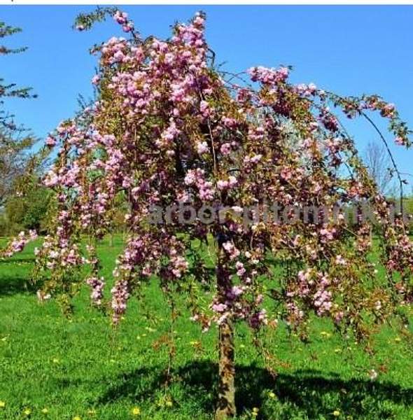 Питомник растений предлагает саженцы ЗКС с доставкой и посадкой