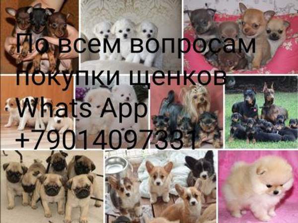 Питомник щенков