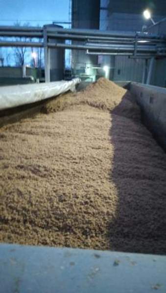 Пивная дробина (свежая)