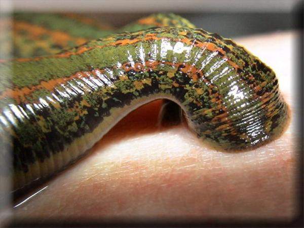 Пиявка медицинская