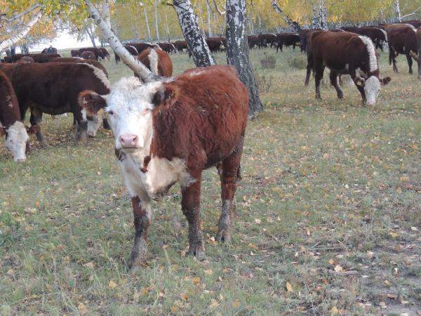 Племенные телки герефордской породы