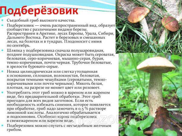 Подберезовик