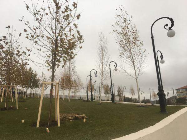 Посадка деревьев