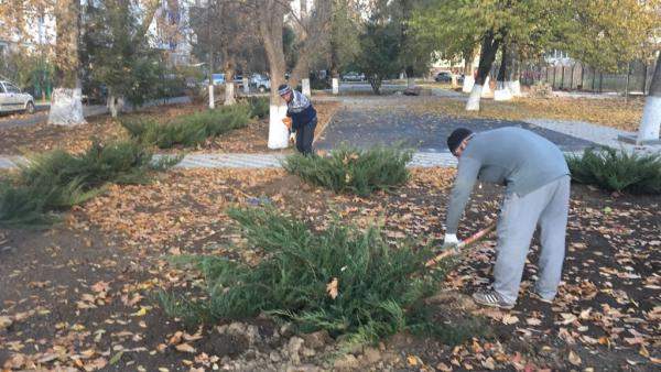 Посадка деревьев