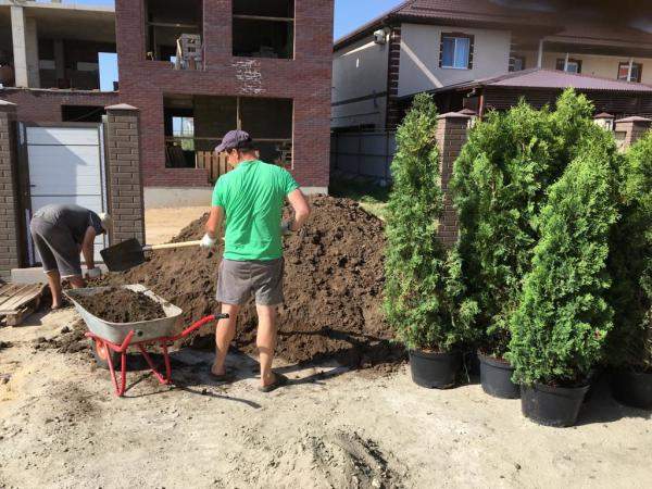 Посадка кустарников