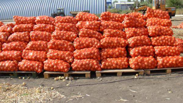 Продаем оптом любой лук и любые другие овощи из хранилищ по всей России