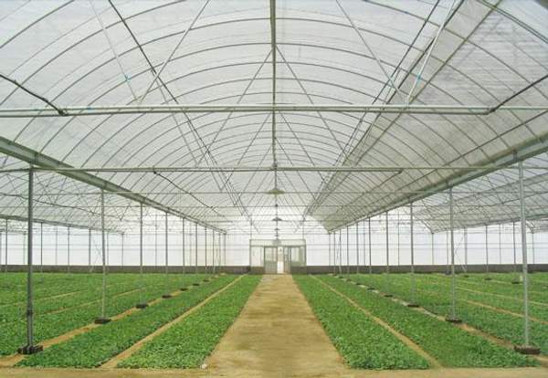 Промышленные теплицы под ключ