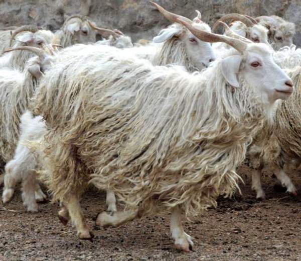 Прядение шерсти, пуха Козы . Козий пух.