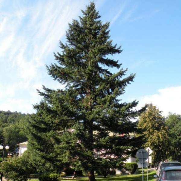 Псевдотсуга Мензиса