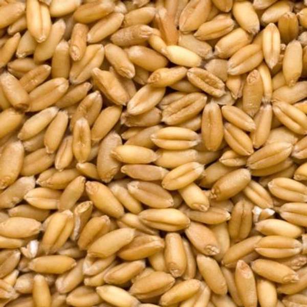 Пшеница цельная, 30 кг