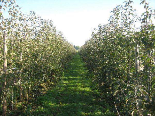 Разбивка,закладка промышленных садов