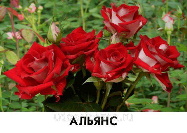 Роза Альянс