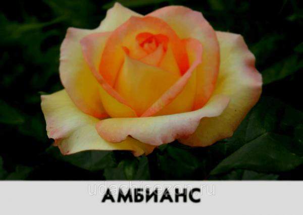 Роза Амбианс
