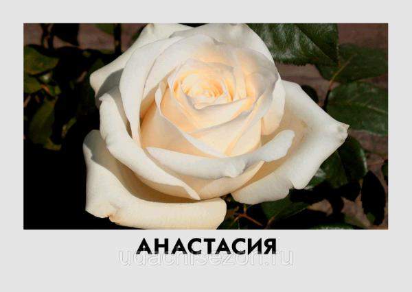 Роза Анастасия