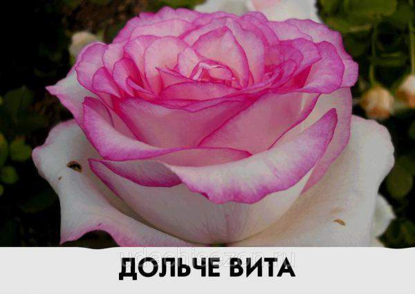Роза Дольче Вита