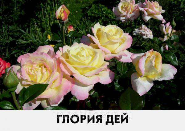 Роза Глория Дей