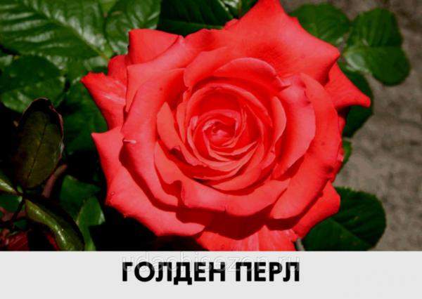 Роза Голден Перл