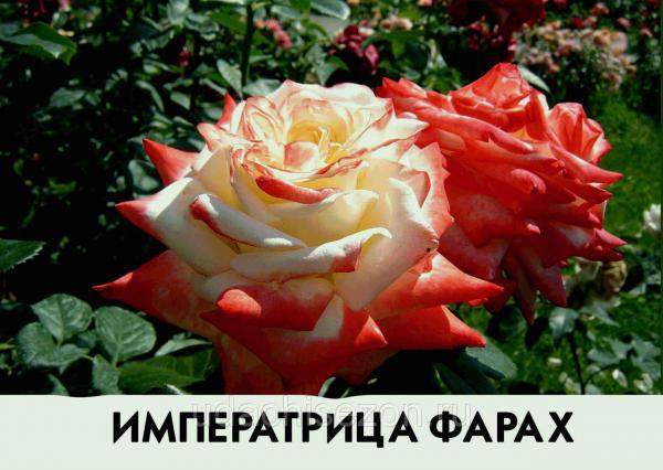 Роза Императрица Фарах
