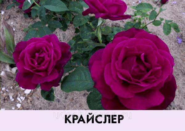 Роза Крайслер