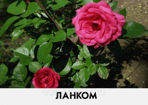 Роза Ланком