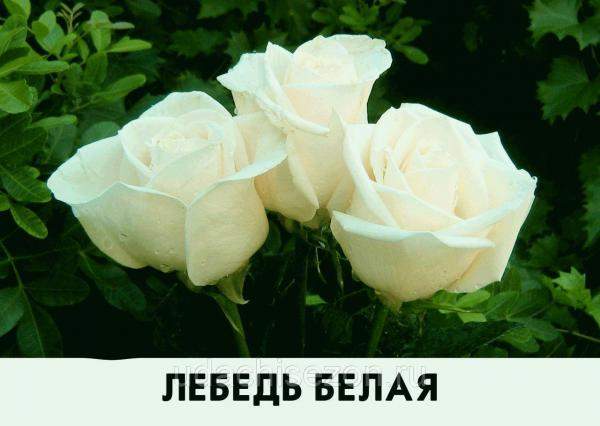 Роза Лебедь Белая