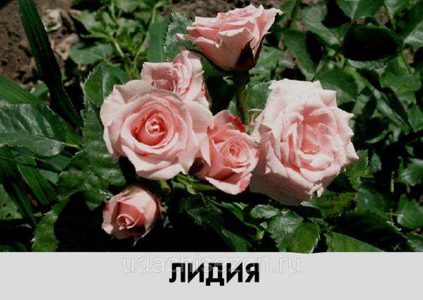 Роза Лидия