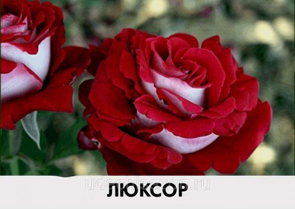 Роза Люксор