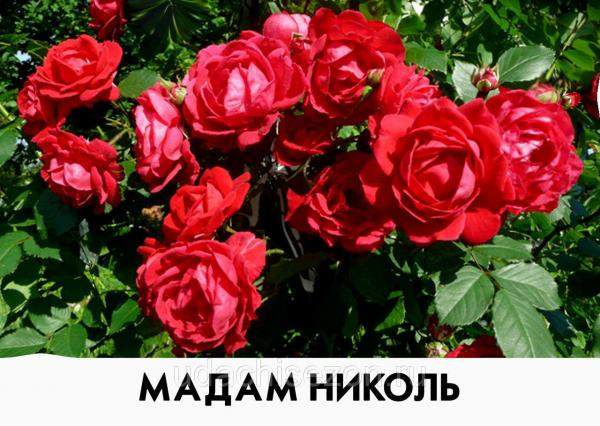 Роза Мадам Николь