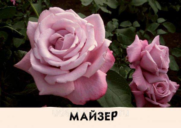 Роза Майзер