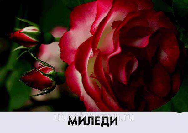 Роза Миледи