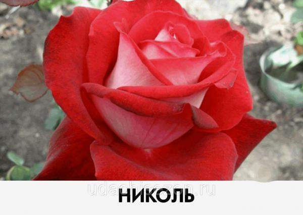 Роза Николь