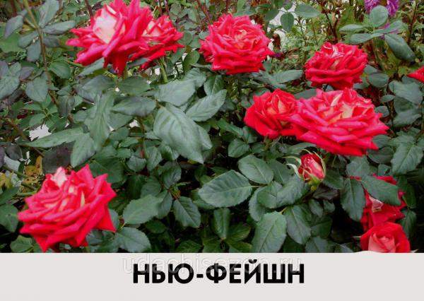 Роза Нью Фейшн