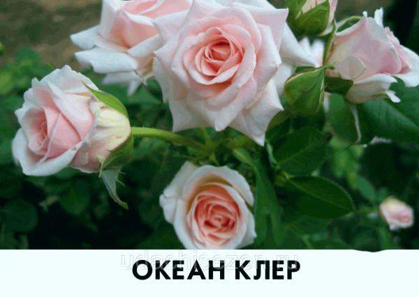 Роза Океан Клер