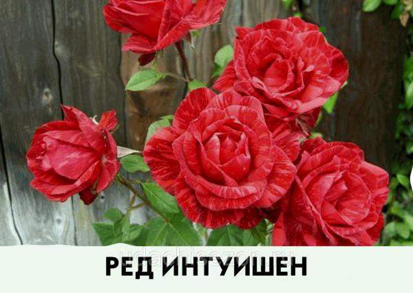 Роза Ред Интуишен