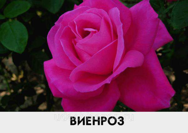 Роза Виенроз