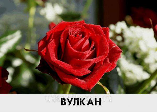 Роза Вулкан