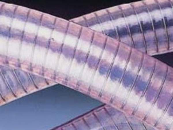 Рукав серии 501 ПВХ прозрачный с металлоспиралью для молока пива соков воды