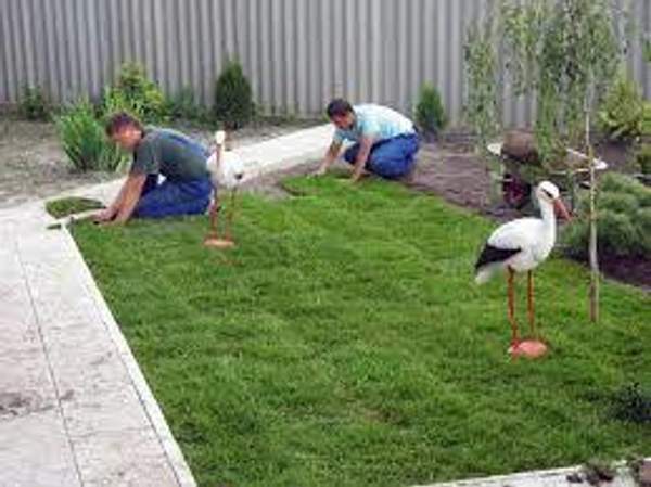 Рулонный газон укладка